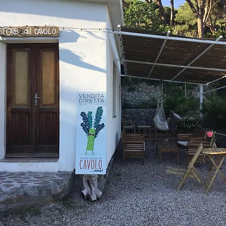 Il Cavolo Nero Seccheto