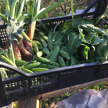 Il Cavolo Nero *